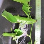 Smilax febrifuga 其他