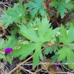 Geranium psilostemon Blad