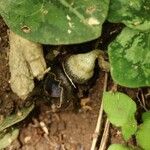 Asarum asperum Blomma