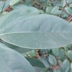 Magnolia figo Hoja