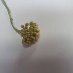 Helichrysum italicum Blodyn