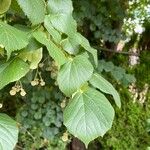 Tilia × europaea برگ