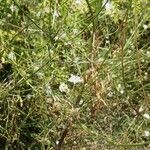 Cephalaria transsylvanica 花