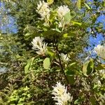Amelanchier alnifolia Цвят