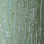 Acer davidii Écorce