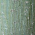 Acer davidii Bark