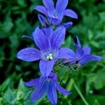 Campanula lactiflora Flower