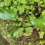 Rumex arifolius Blad