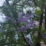 Jacaranda mimosifolia പുഷ്പം