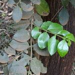 Scutia myrtina Leaf