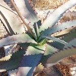 Aloe divaricata Лист