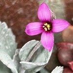 Kalanchoe pumila Blüte