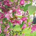 Malus × floribundaЦветок