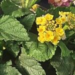 Lantana aculeata Flors