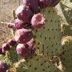 Opuntia engelmannii Frutto