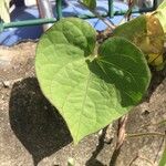 Ipomoea obscura Hoja