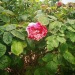 Rosa × damascenaÇiçek