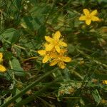 Hypericum humifusum Blüte