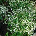 Chamaesyce hypericifolia Хабит