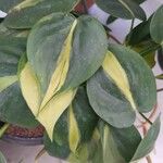 Philodendron cordatum 葉