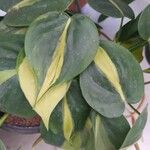 Philodendron cordatum Yaprak