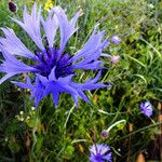 Centaurea cyanus Квітка