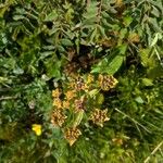 Bupleurum longifolium Habit