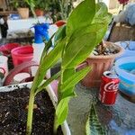 Zamioculcas zamiifoliaBlad