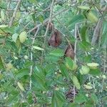 Poecilanthe parviflora Hoja