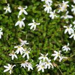 Lobelia angulata Flower