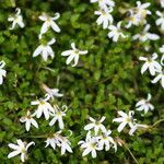 Lobelia angulata