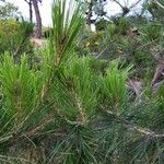 Pinus leucodermis Likasa