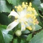 Grewia tenax Flower