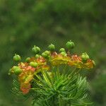 Euphorbia cyparissias Kukka