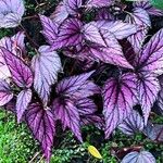 Begonia brevirimosa Leaf