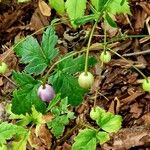 Anemonopsis macrophylla Flower