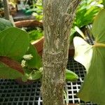 Jatropha curcas Rinde