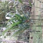 Alpinia galanga Leaf