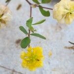 Trifolium campestre Ліст