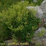 Alchemilla saxatilis Hábito