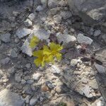 Helianthemum marifolium Blomma