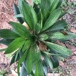 Plantago lanceolataഇല