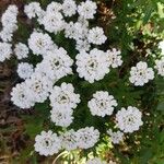 Iberis ciliata Flower