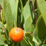 Rhamnus oleoides Altul/Alta