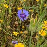 Centaurea cyanusFiore