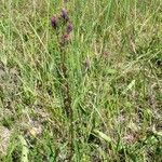 Serratula tinctoria Costuma