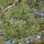 Vachellia abyssinica Хабит