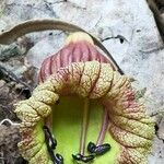 Crescentia alata Flor