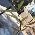 Salix × salamonii