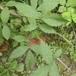 Agrimonia pubescens Leht